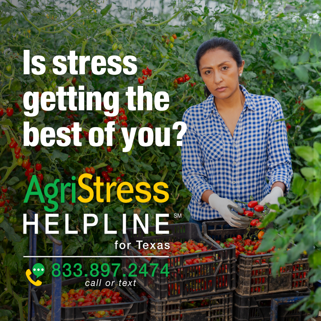 A dark-skinned woman agricultural worker with her hair tied back stands behind bushels of cherry tomatoes. The text reads "Don't let stress get the best of you." AgriStress hotline 833-897-2474