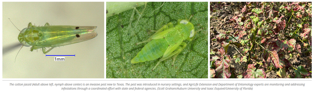 Jassid Insect Chili jassid